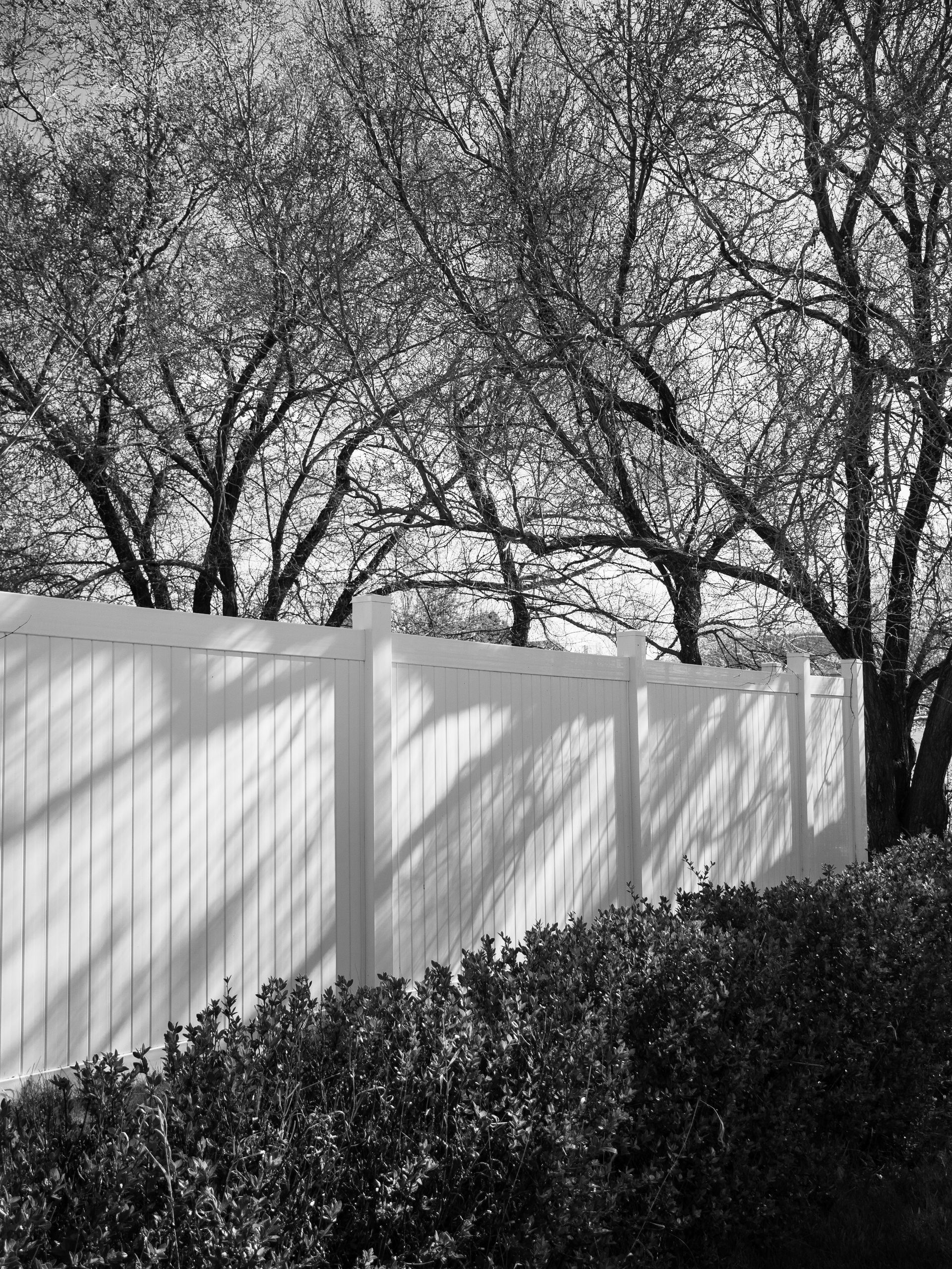 grayscale photo of trees near white wall